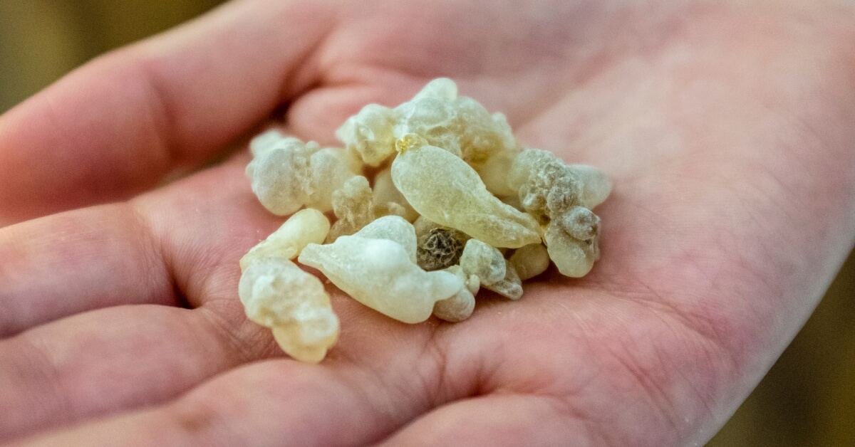 Authentic Frankincense In Hand 2