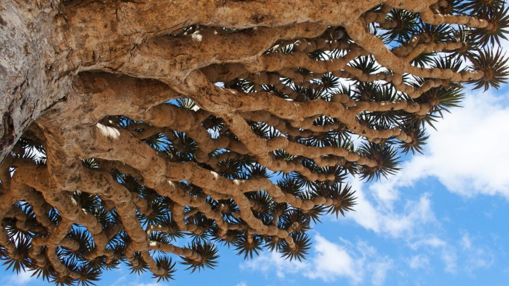 Umbrella Like Branches of Dragon Blood Tree