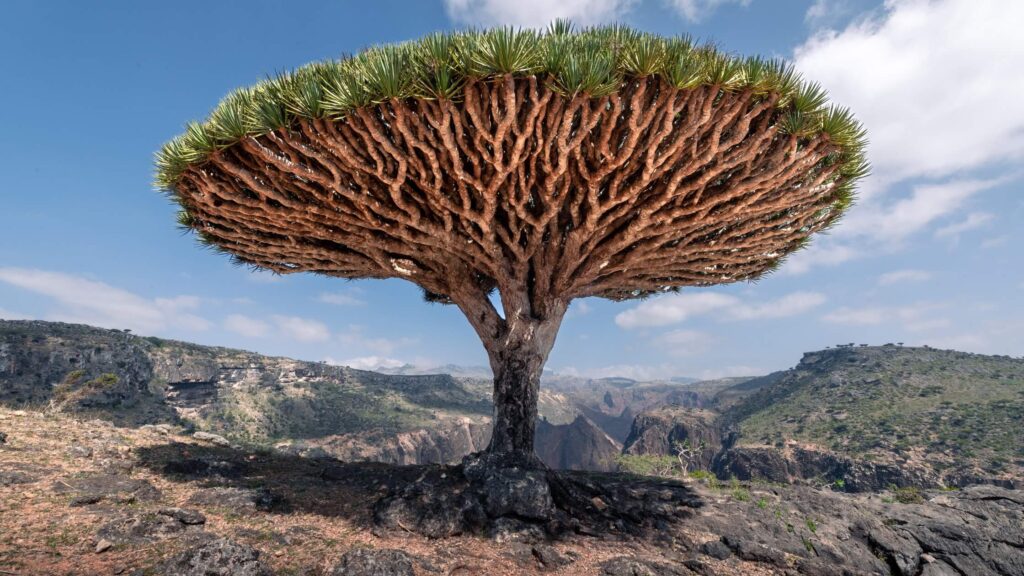 Dragon Blood Tree