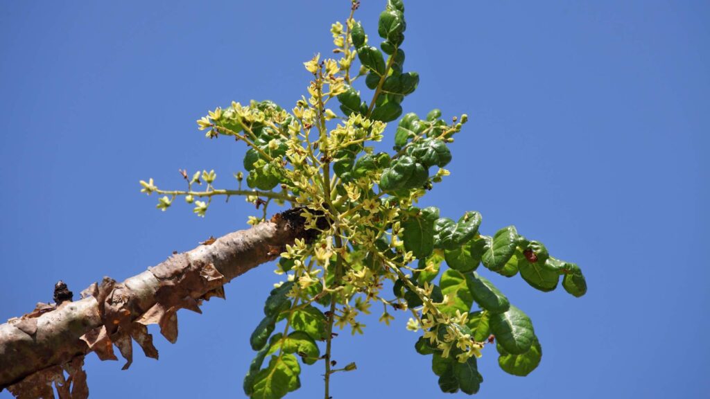 Flowers of Frankincense Tree