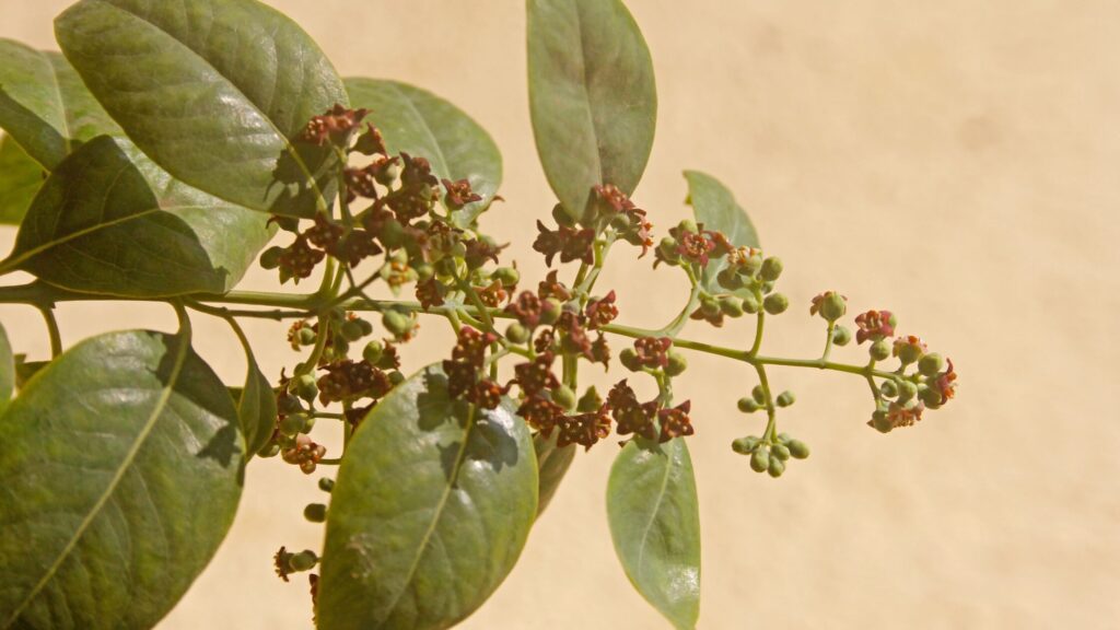 Flowers of Sandalwood Tree