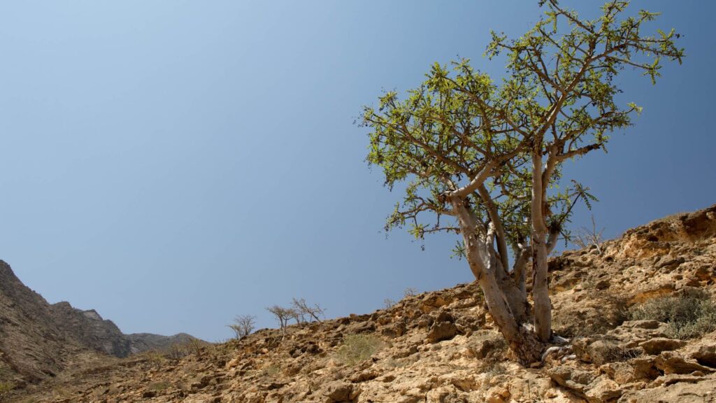 Frankincense Tree In Dhofar Mountains