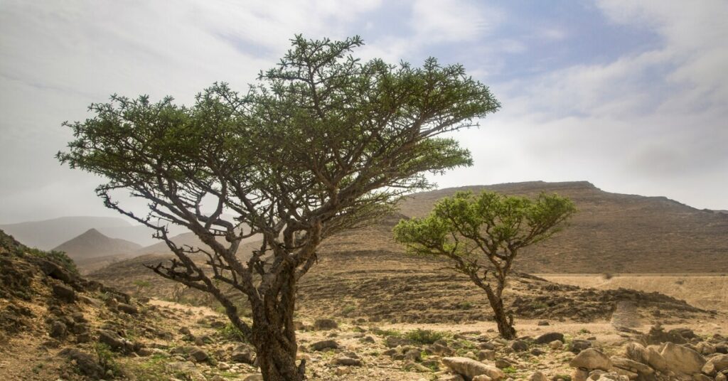 Hojari Frankincense Tree of Oman