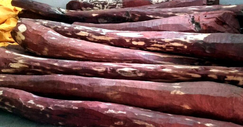 red sandalwood tree logs