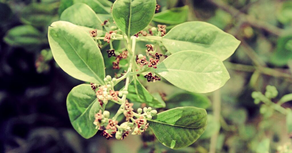 sandalwood tree leaves