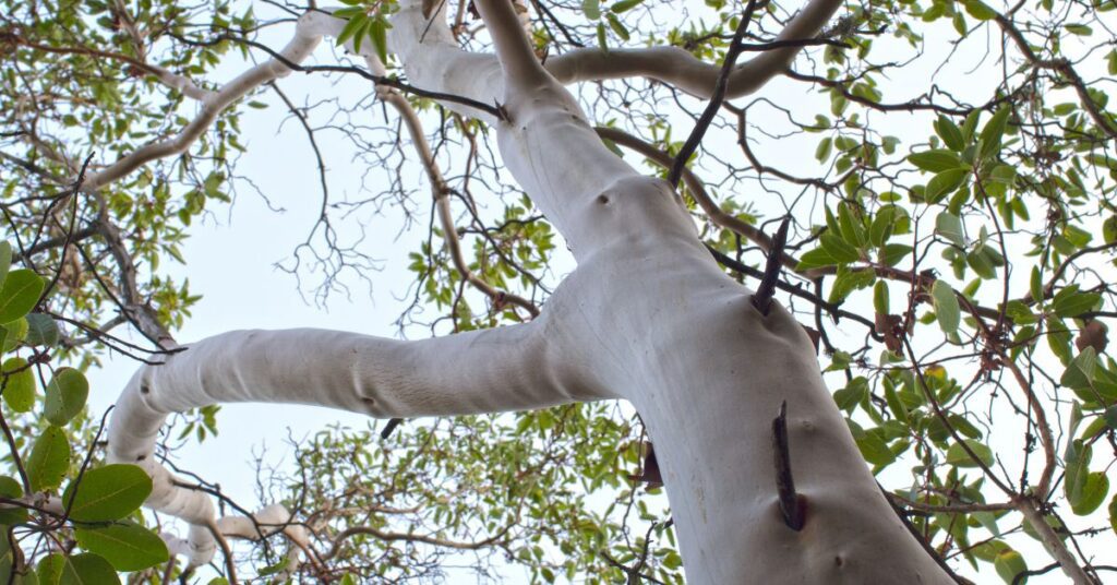 sandalwood tree trunk